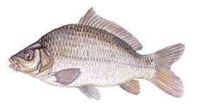 Obrzek